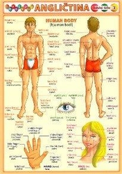 Obrázková angličtina 3 - lidské tělo
