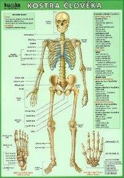 Kostra člověka A4